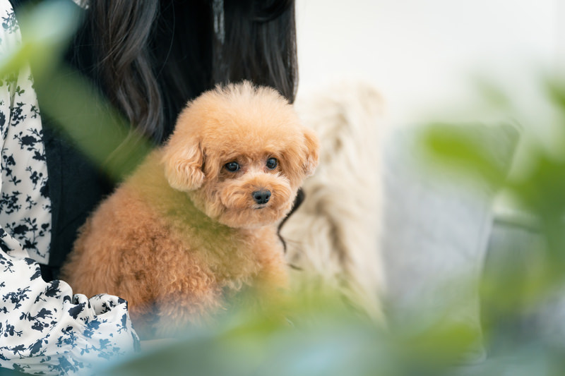 トリミングされている犬